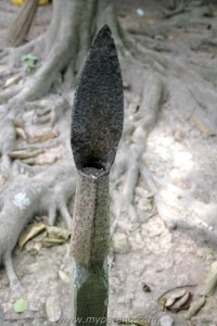 coconut peeler malaysia 2